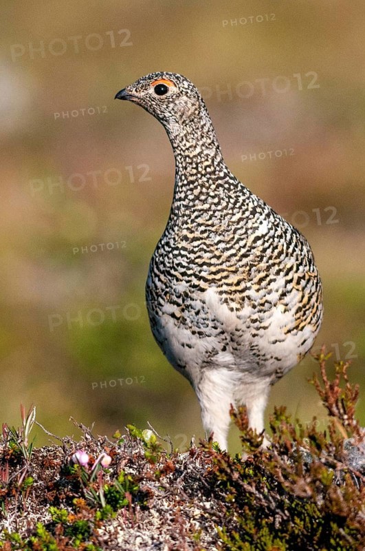 Alpine ptarmigan, Finland, Lagopus muta, Lagopus mutus, ptarmigan, birds, chickens, female, galliformes, high size, portrait format, chicken, chicken birds, grouse grouse, rock ptarmigan, tetraonidae, birds