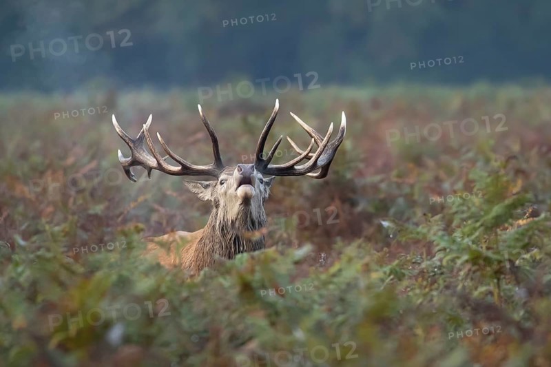 Red deer (Cervus elaphus) adult male stag animal roaring with its mouth open during the annual rut in autumn, England, United Kingdom