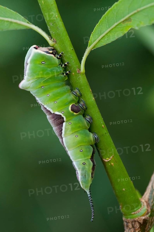 Cerura vinula, fork tail, large fork tail, notodontidae, puss moth, toothmoth, butterfly, camouflage, high size, portrait, inchworm, insects, moths, moths, moths, moth, caterpillar, butterfly, camouflage