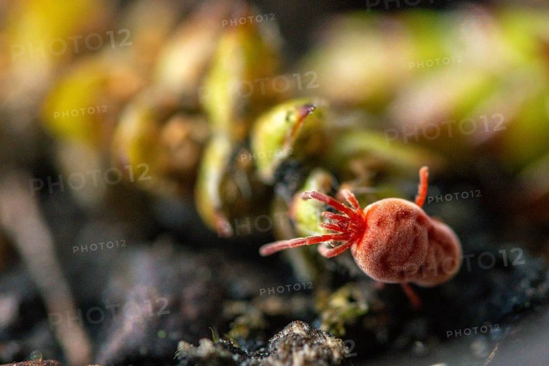 Arachnida, red velvet mite, spider mite, trombidium holosericeum, velvet mite, mites