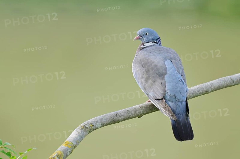 A wood pigeon (Columba palumbus) perched on a branch, North Rhine-Westphalia, Germany