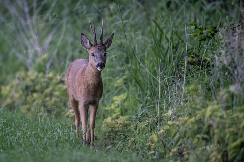 Roebuck (Capreolus capreolus), Emsland, Lower Saxony, Germany