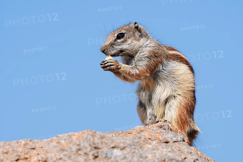 An Atlas squirrel or North African bristly squirrel (Atlantoxerus getulus) is sitting on a rock and eating, Fuerteventura, Canary Islands, Spain