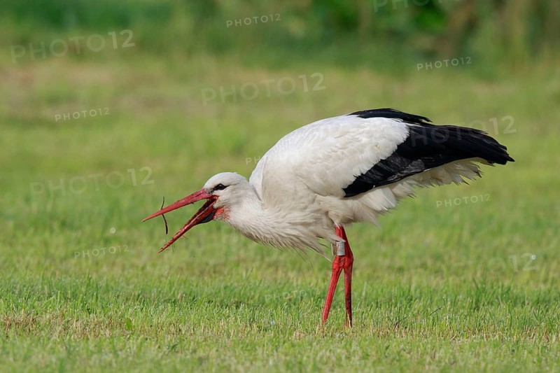 White Stork (Ciconia ciconia) eating earthworm, North Rhine-Westphalia, Germany
