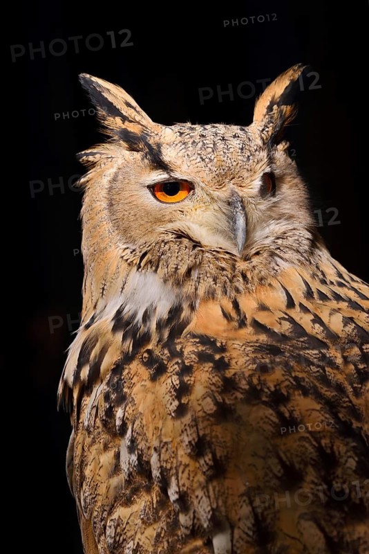 Siberian Eagle Owl (Bubo bubo sibiricus), portrait, in captivity, found in Russia and Siberia