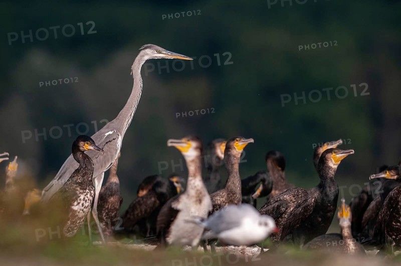 Ardea cinerea, black shag, cormorant, heron, gray heron, cormorant, phalacrocorax carbo, birds, ciconiiformes, pelecaniformes, herons, ropedes, striding birds, waitbirds, birds, waterbirds, waterbirds