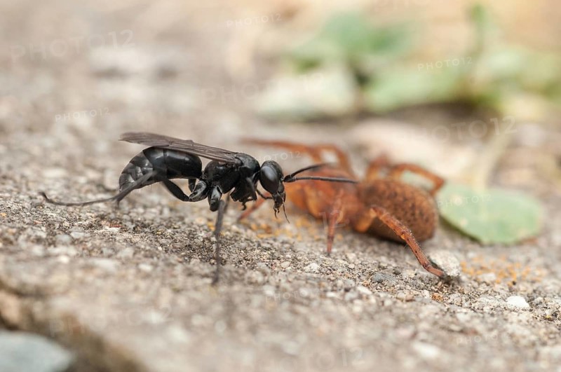 Anoplius nigerrimus, common black spider-hunting wasp, hymenoptera, pompilidae, black spider-digging wasp, wasps, prey, capture, hunting, insects, hunting, spiders, spiders