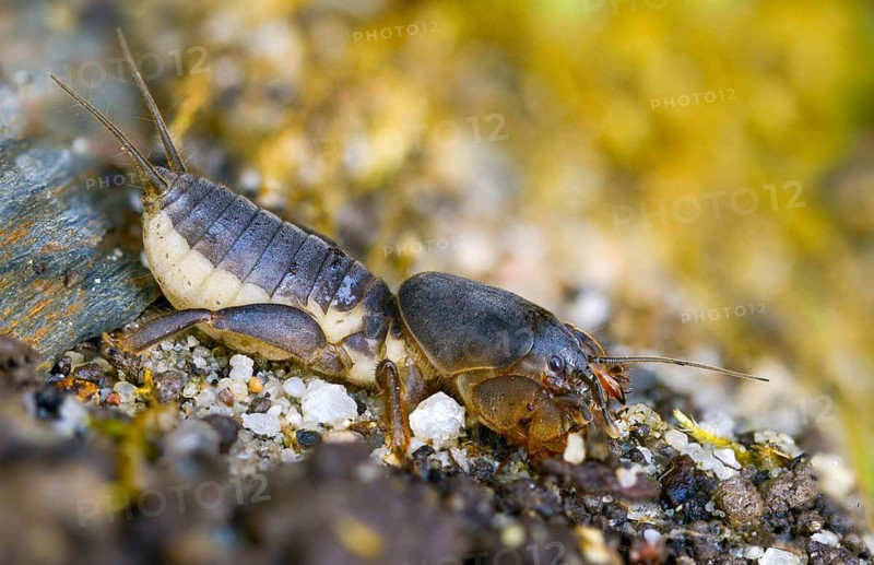 European mole cricket, grasshoppers, gryllotalpa gryllotalpa, half-devil, youth form, mole crickets, werre, dwarf, ensifera, grasshoppers, insects, insects, long-feeler scare, nymph