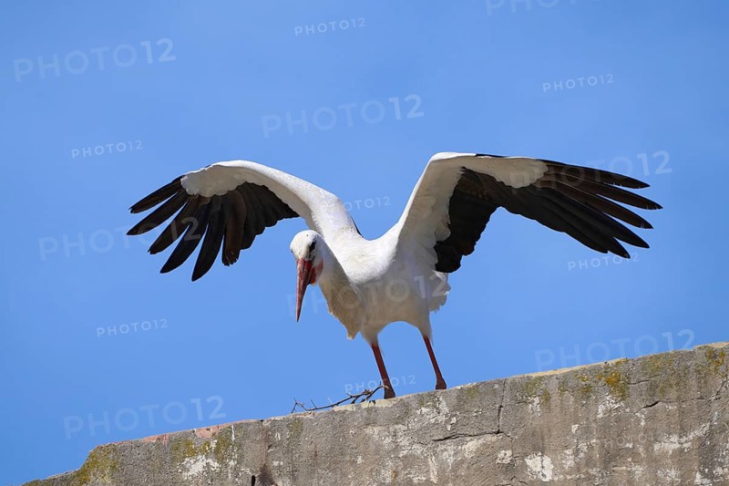 Flying white stork, ciconia ciconia, in Andalusia near Jerez de la Frontera, Spain