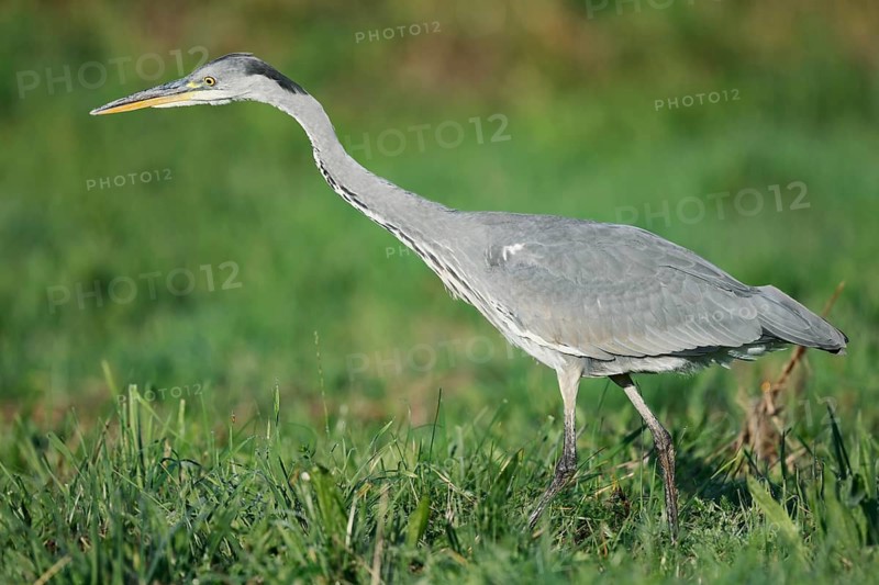 A grey heron (Ardea cinerea) foraging in a meadow, North Rhine-Westphalia, Germany