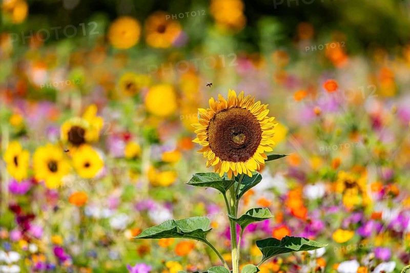 Flower meadow with blooming sunflowers and colorful flowers on the island of Reichenau in Lake Constance. Reichenau, Baden-Württemberg, Germany