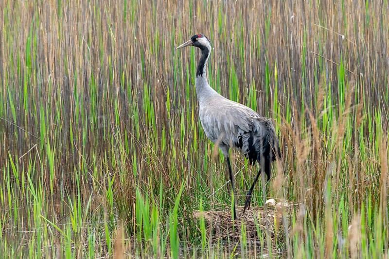 Brandenburg, Crane, Germany, Grus Grus, Crane, Nabu, Nabu Project, National Natural Heritage, Grünhaus Nature Paradise, Post-Mining Landscape, Birds, Brood, Gruidae, Gruiformes, Greenhouse, Crane Birds, Nest, Wagbirds, Birds