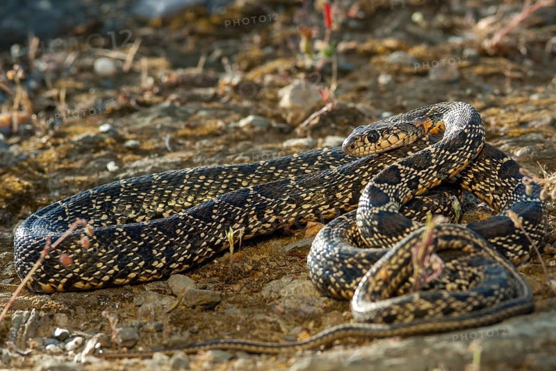 Coluber Hippocrepis, Hemorrhois Hippocrepis, Horseshoe Snake, Horseshoe Snake, Critters, Extremadura, Horseshoe Whip Snake, Reptilia, Reptiles, Snakes, Spain