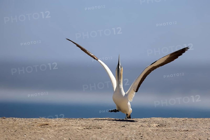 Cape Gannet (Morus capensis), adult, in flight, taking off, flying away, on land, coast, beach, Lamberts Bay, Western Cape, South Africa