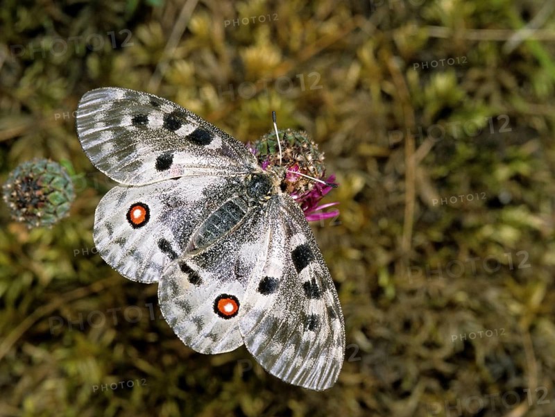 Apollo butterfly, Parnassius Apollo, Slovenia, Triglav National Park, prey, butterfly, capture, FFH, insects, Leo, national park, victim, butterfly, butterflies, Triglav