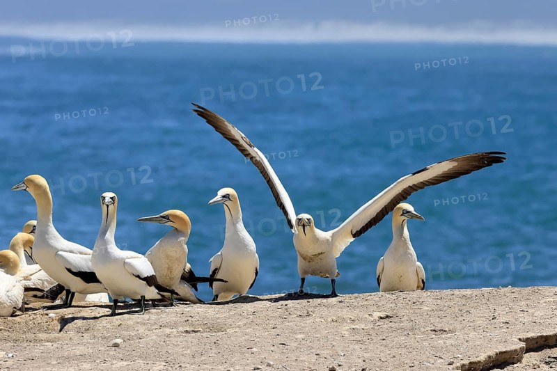 Cape Gannet (Morus capensis), adult, group, on land, Lamberts Bay, Western Cape, South Africa