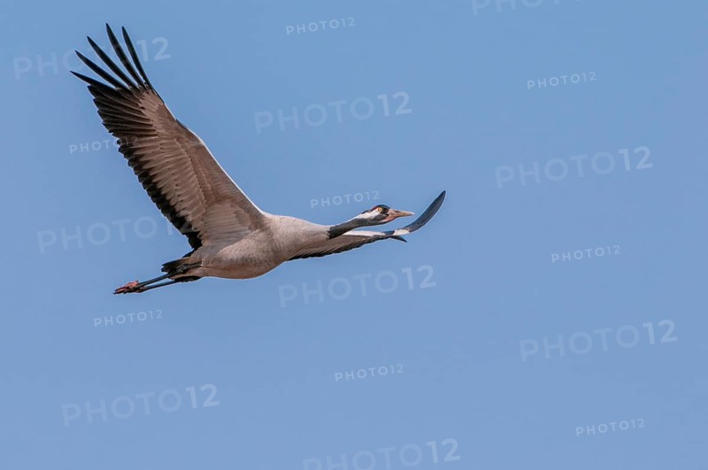 A crane (Grus grus) in flight, Fågelsjö, Gävleborg County, Sweden