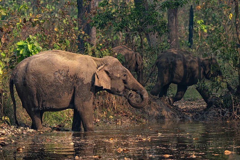 Elephant at watering hole, Asian elephant, Elephas maximus, Bardia National Park, jungle, jungle, Nepal