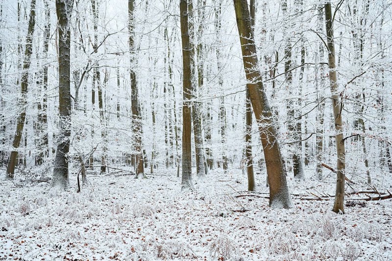 Mixed woodland with European beech (Fagus sylvatica) in winter, North Rhine-Westphalia, Germany