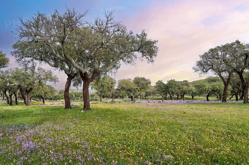 Landscape with Cork oak trees in the National Parc Serra de São Mamede near Marvao, central Portugal