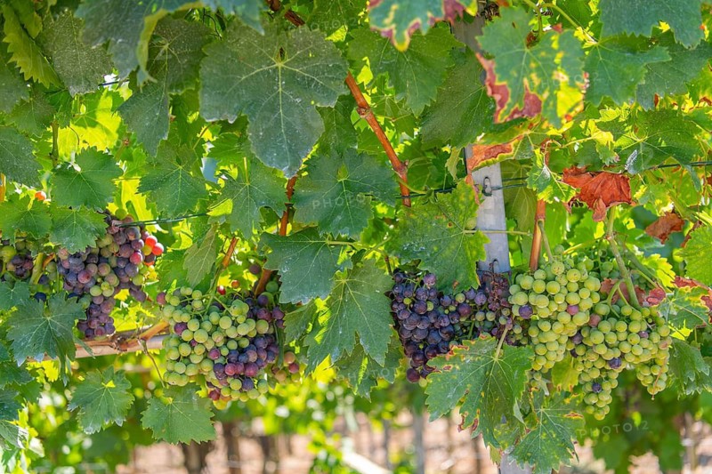 Grapes on the vine, hiking trail through the vineyards, steep slope Käsberg ground Mundelsheim am Neckar, viticulture, vineyard landscape, vineyard terraces, vines, vines, grapes, wine-growing region, Württemberg viticulture, Käsberg, vineyard trail, steep vineyard slopes, sunlit vineyards, cultivated landscape, nature, wine, building ecological viticulture, sustainable viticulture, sunshine, summer, white spots, leaf discoloration, leaf damage, mildew, Baden-Württemberg, Germany
