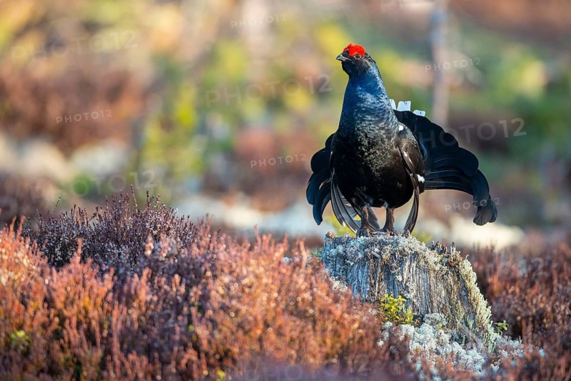 Black grouse (Lyrurus tetrix), black grouse courtship in Sweden, Fågelsjö, Gävleborgs län, Sweden