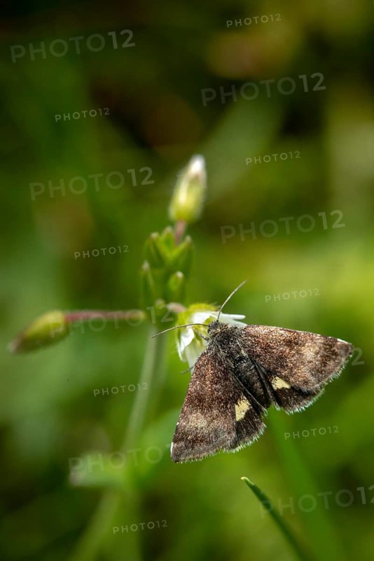 Owl moth, hornwort sunowl, hornwort mulch, noctuidae, panemeria tenebrata, butterfly, high size, portrait format, insects, moths, moths, moths, butterfly, small yellow underwing