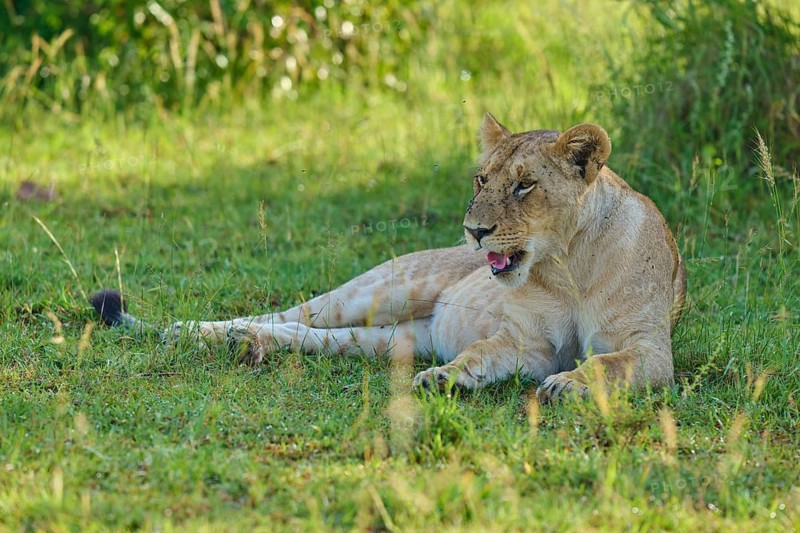 A lioness lies relaxed on green grass in the wilderness, lion (Panthera leo), Masai Mara National Reserve, Narok County, Kenya