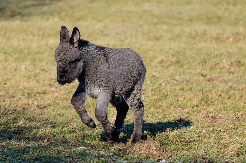 A domestic donkey foal (Equus asinus) runs on a sunny day across a pasture with dry grass. Austria