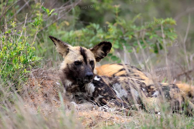 African wild dog (Lycaon pictus), adult, alert, lying down, portrait, Kruger National Park, South Africa