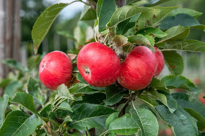 Close-up of red apples (such as the Discovery variety) in the Kivik fruit-growing district, Simrishamn Municipality, Skåne County, Sweden, Scandinavia