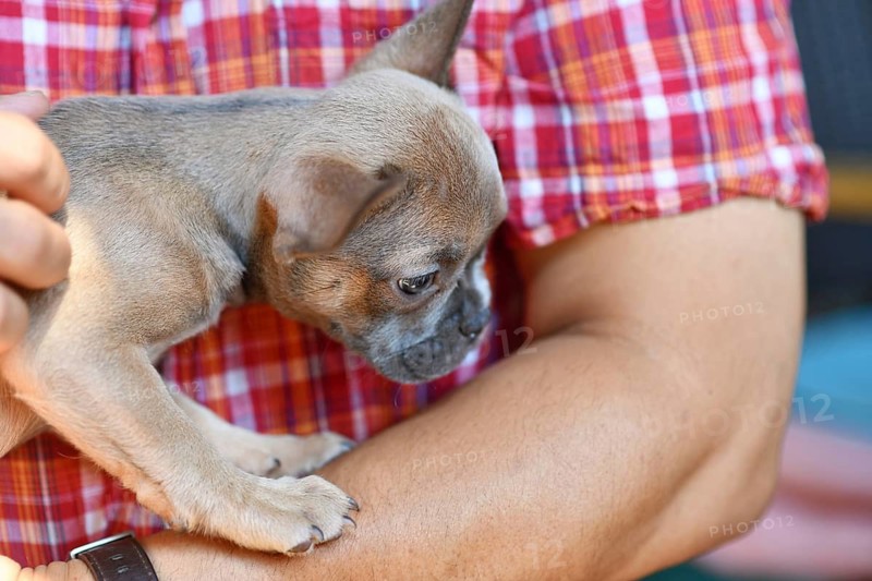 Blue sable French Bulldog puppy held in the arms of a man showing human and animal bond and new pet companionship