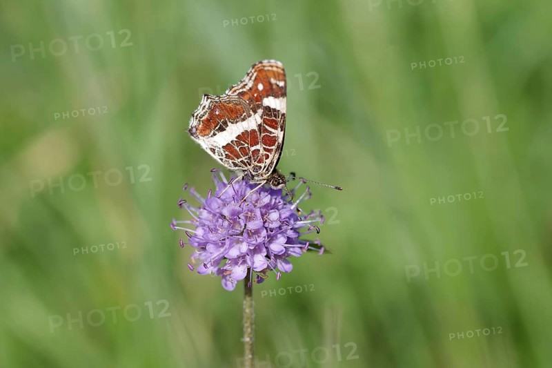 Small Ground Moth (Araschnia levana), summer generation, macro, flower, nectar