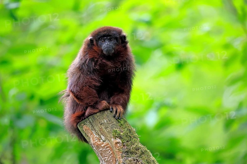 Coppery titi (Plecturocebus cupreus, syn.: Callicebus cupreus), adult, alert, sitting, tree trunk, South America