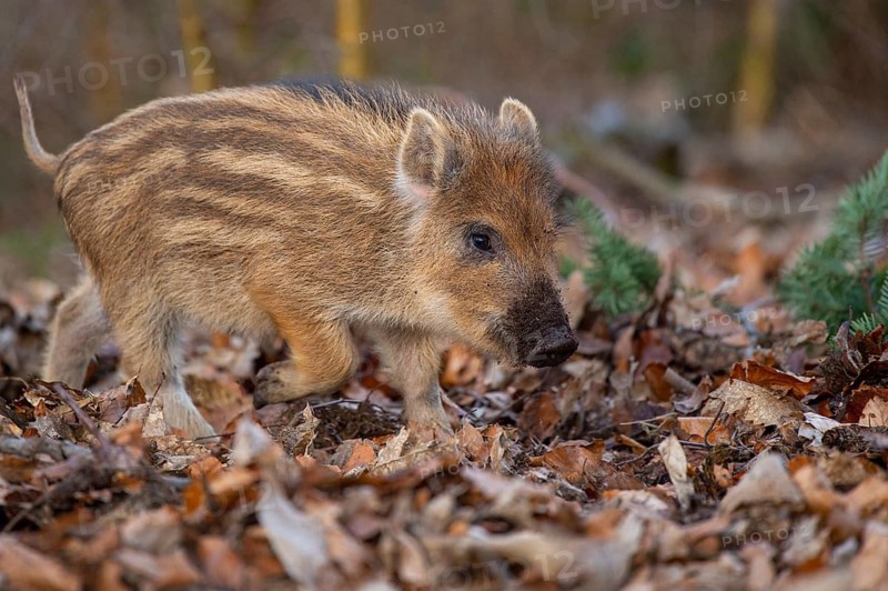 Wild boar (Sus scrofa) in the snow, fresh boar, Melle, Lower Saxony, Germany