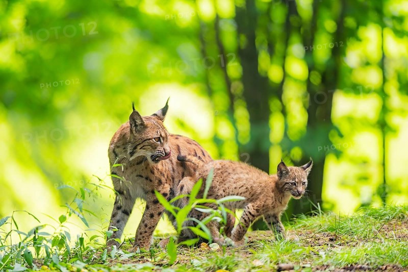 Eurasian lynx (Lynx lynx) mother with her youngster (cub) in a forest, Bavaria, Germany