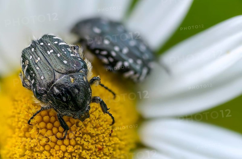Bronze-green rose beetle, marbled rose chafer, marbled golden beetle, marbled rose beetle, protäa lugubris, rose beetle, beetle, insects, beetles