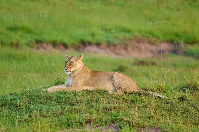 A lion rests on a grassy hill in the wild, lion (Panthera leo), Masai Mara National Reserve, Narok County, Kenya