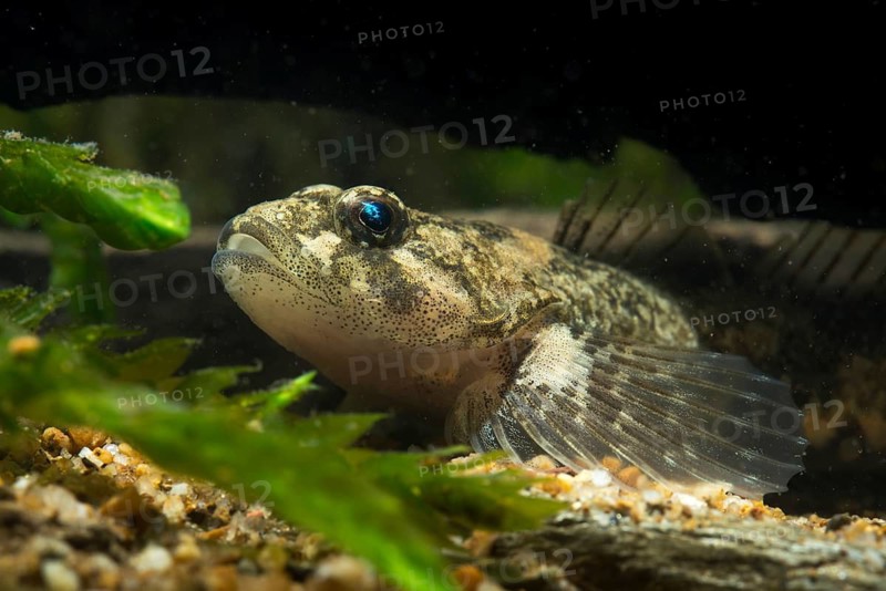 Bullhead, Cottus Gobio, European Bullhead, Millers Thumb, Mühlkoppe, Westgroppe, Common Bullhead, Fish, Fishes, Rivers, Freshwater Sculpin, Pisces