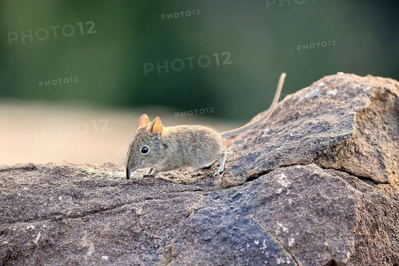 Short-eared Trunked Shrew (Macroscelides probosideus), Short-eared Elephant Shrew, Short-eared Trunked Shrew, adult, foraging, alert, Mountain Zebra National Park, Eastern Cape, South Africa
