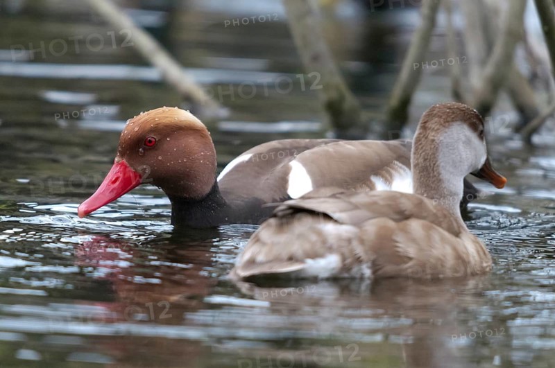 Common duck, netta rufina, red-crested pochard, anatidae, birds, ducks, ducks, ducks, female, male, male, birds, waterbirds, waterbirds, female