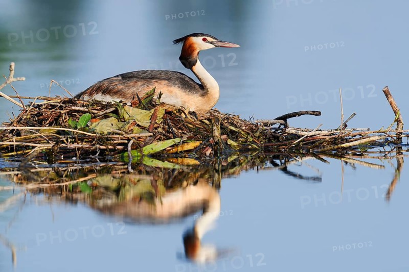 Great Crested Grebe (Podiceps Scalloped ribbonfish) sitting on its nest, North Rhine-Westphalia, Germany