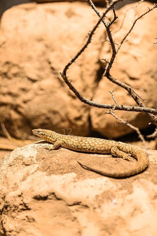 A brown and beige patterned lizard resting on a rock in a natural environment. Surrounding elements include dry branches and stones