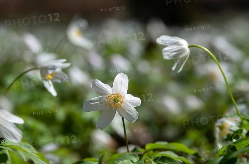 Anemone nemorosa, wood anemone, European thimbleweed, buttercup, ranunculaceae, flora, spring, plants, smell fox, spring, thimbleweed, windflower, wood anemone, wood anemone