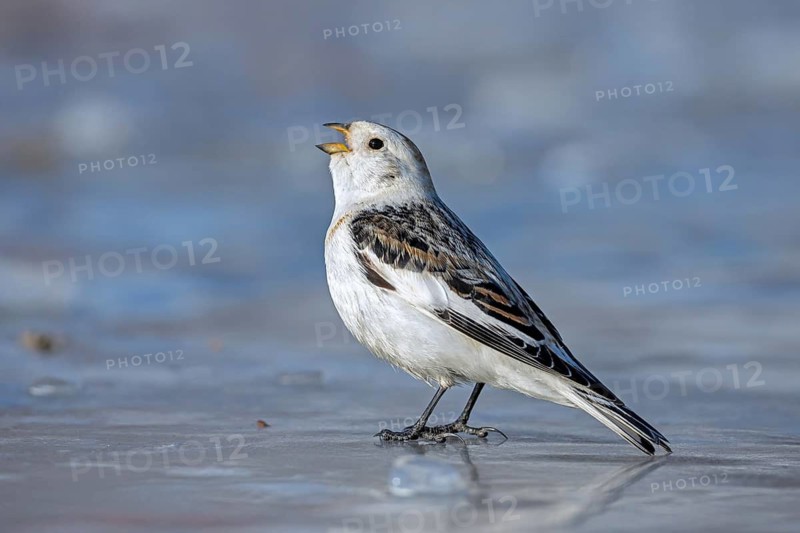 Snow bunting (Plectrophenax nivalis nivalis, Emberiza nivalis) male calling on the frozen tundra in spring, Svalbard, Spitsbergen, Norway