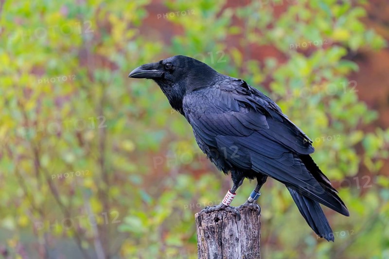 A common raven (Corvus corax) fitted with a GPS transmitter perches on an old fence post amid autumn-colored bushes. Austria