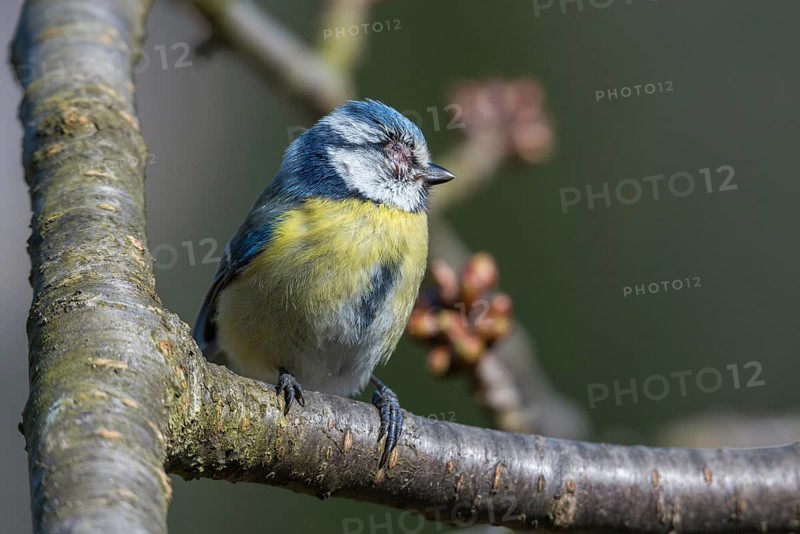 Blue tit, parus caeruleus, birds, sick, tit, passeri, songbirds, songbirds, tits, injured, injury, birds