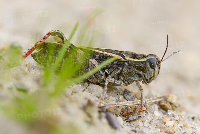 Acrididae, Brandenburg, Caelifera, Calliptamus italicus, Germany, field locust, Italian locust, Italian beauty scare, short-feeler, Nabu project, national natural heritage, natural paradise Grünhaus, post-mining landscape, grasshoppers, grasshoppers, grasshoppers, grasshoppers, grasshoppers, insects, beauty scarers