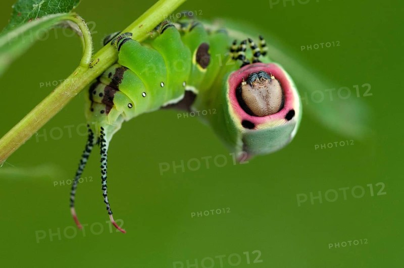 Cerura vinula, forktail, large forktail, notodontidae, puss moth, toothmoth, butterfly, camouflage, inchworm, insects, moths, moths, moths, moths, caterpillar, butterfly, camouflage
