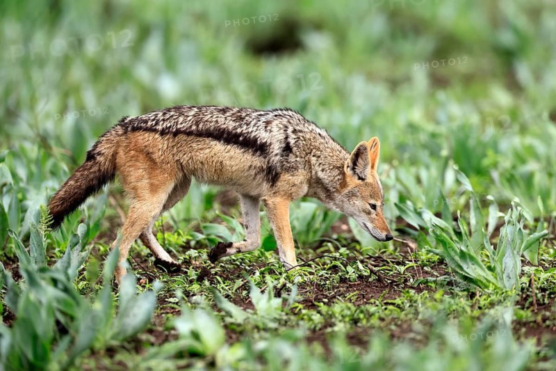 Black-backed jackal (Lupulella mesomelas), adult, stalking, alert, foraging, Kruger National Park, South Africa